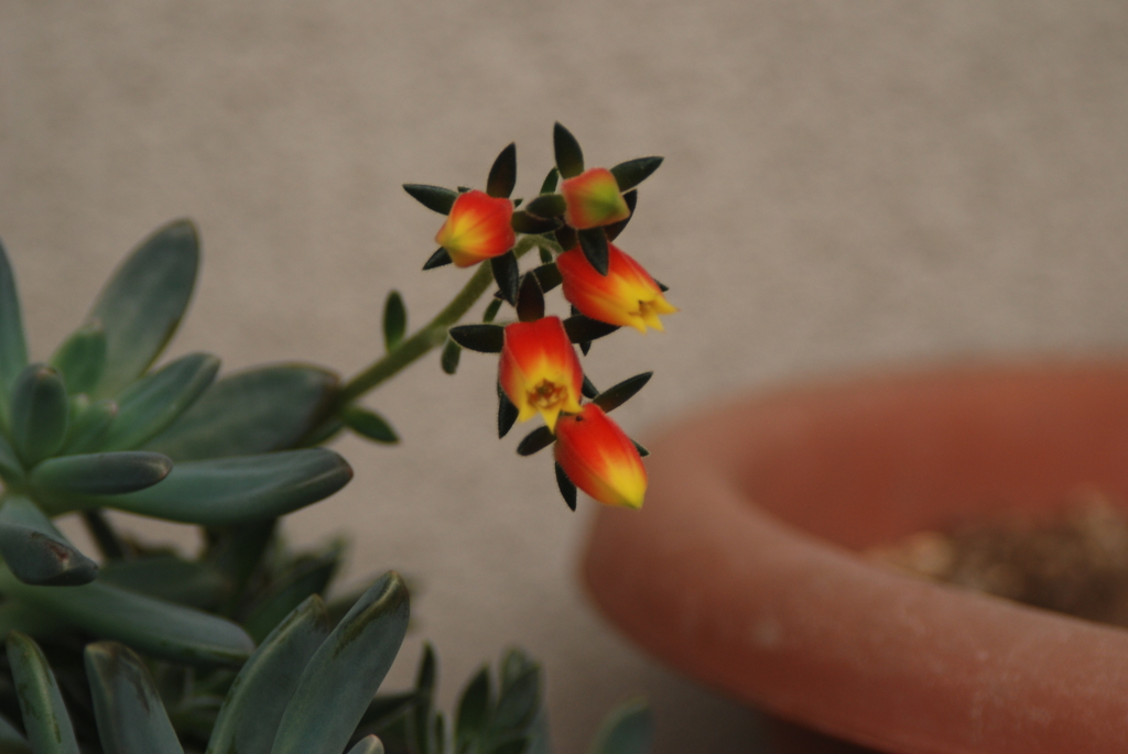 ●さぼてんの花２