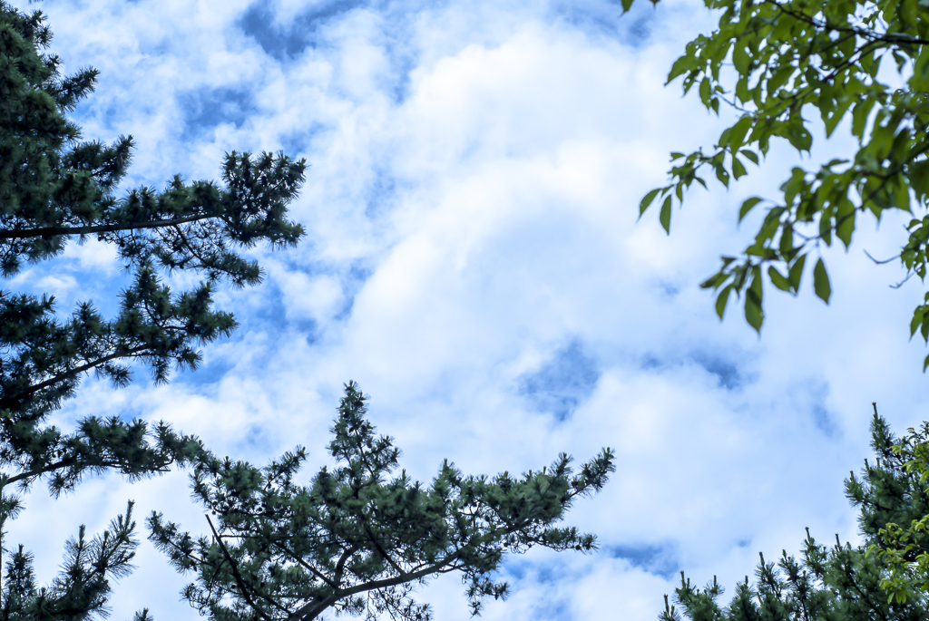 木々の間から見上げた空は青かった～blue sky～