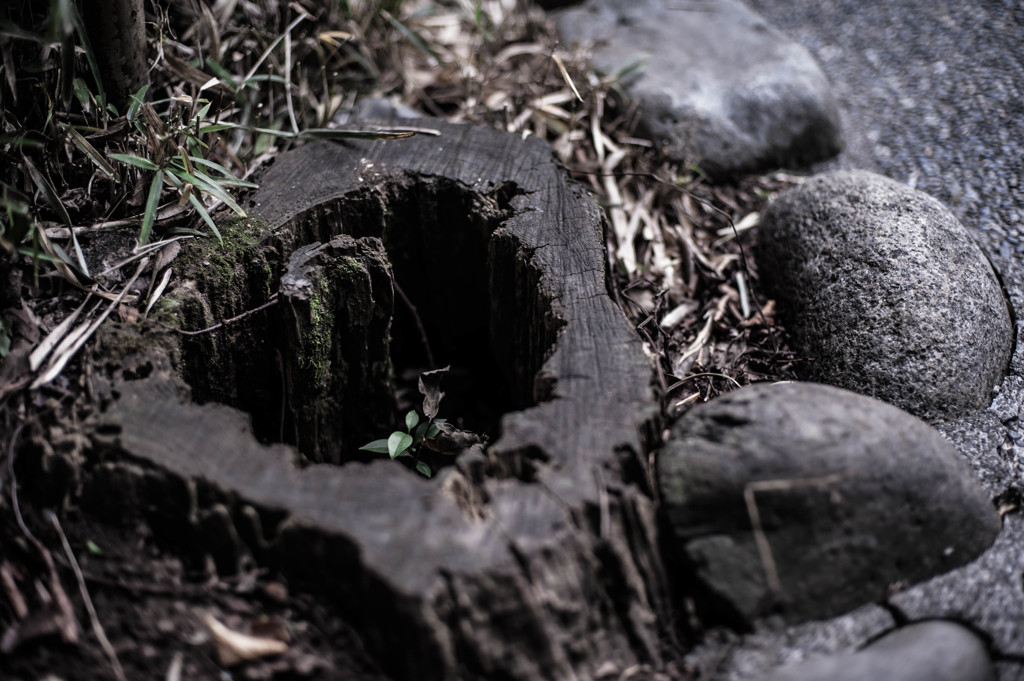 The little life in the stump