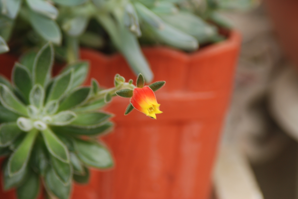 ●さぼてんの花