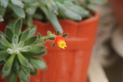 ●さぼてんの花
