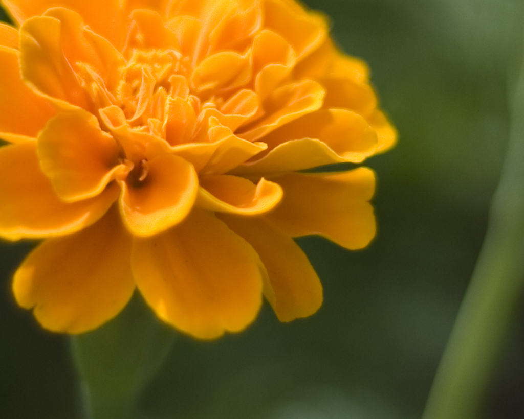 下弦の花弁