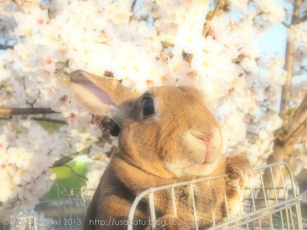 春の撮影会2014～第二弾～P4013219