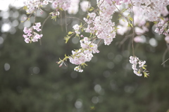 しだれ桜