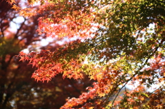 紅葉