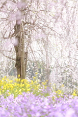 しだれ桜