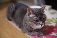 coco