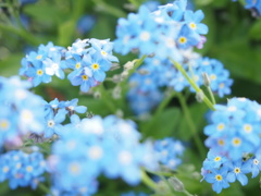 ちっちゃい花