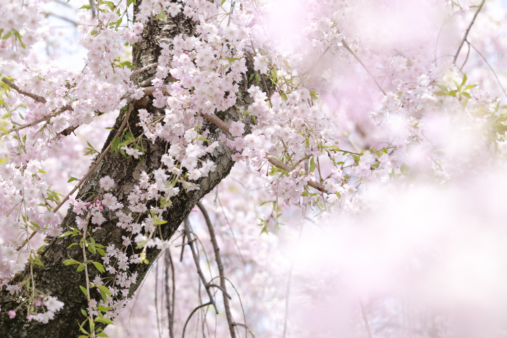 しだれ桜