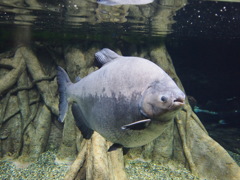 金魚?