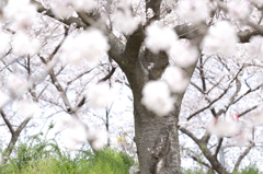 さくら