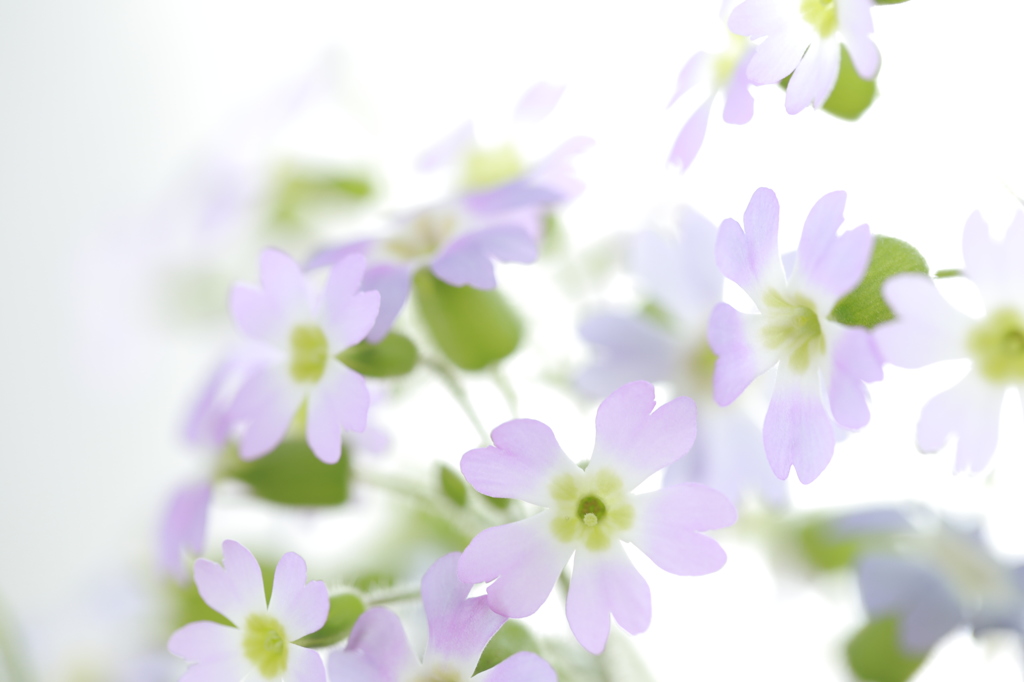 さくら草