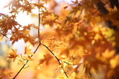 紅葉