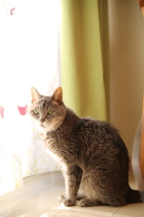 coco