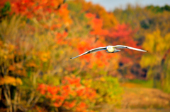 紅葉を飛ぶ