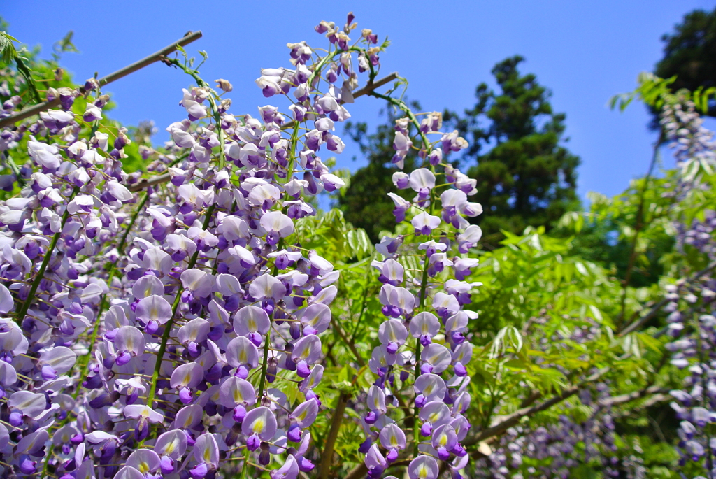 萬葉植物園の藤