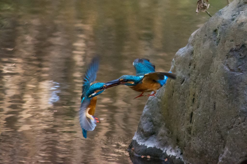 ザ・カワセミバトル