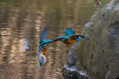 ザ・カワセミバトル