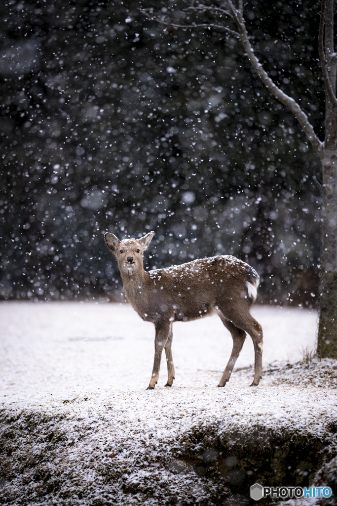 銀世界の奈良公園