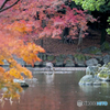 鹿の楽園