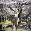 春の嵐