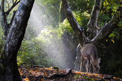 突然の雨