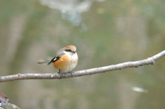 百舌鳥の休息