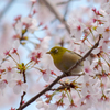 メジロのお花見♪