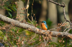 winter kingfisher