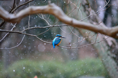 粉雪舞う日のカワセミ