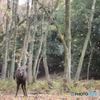 舞い散る紅葉