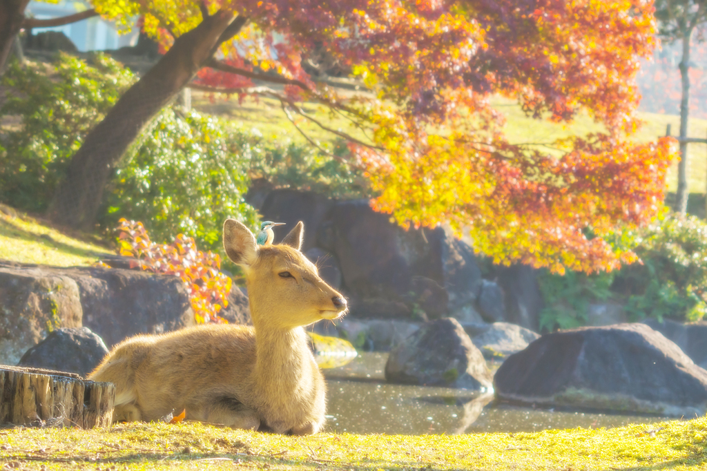 鹿と翡翠と紅葉と