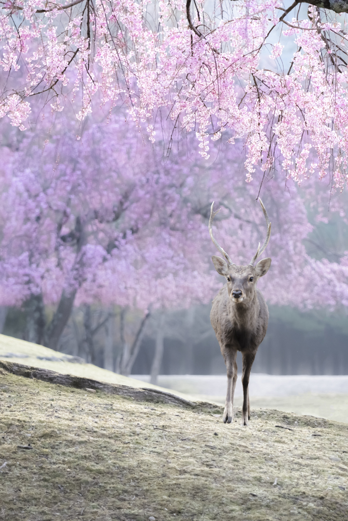 まもなく春がやってくる