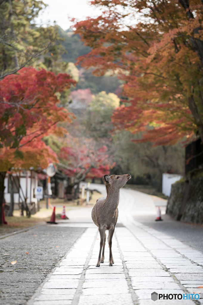 秋を観る