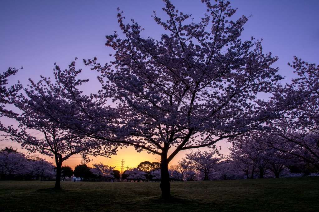 桜の目覚め