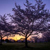 桜の目覚め