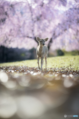 おかっぱ桜のある風景