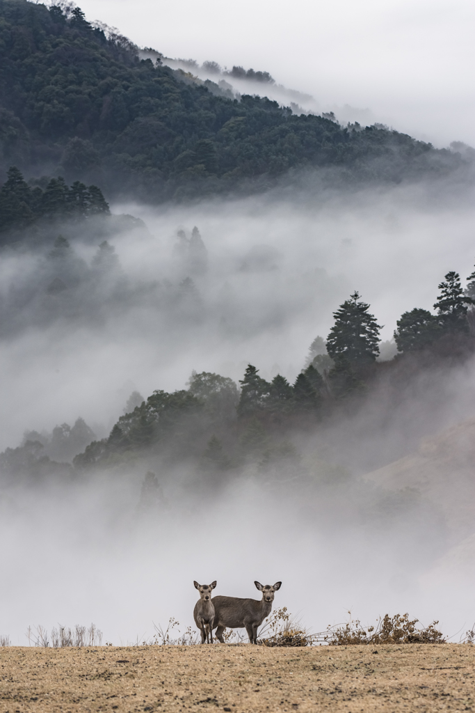 Deer Land