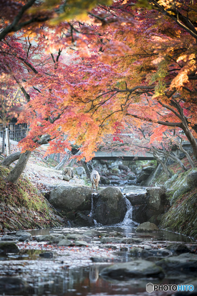 水辺の紅葉