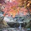 水辺の紅葉