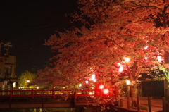 夜の桜