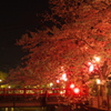 夜の桜