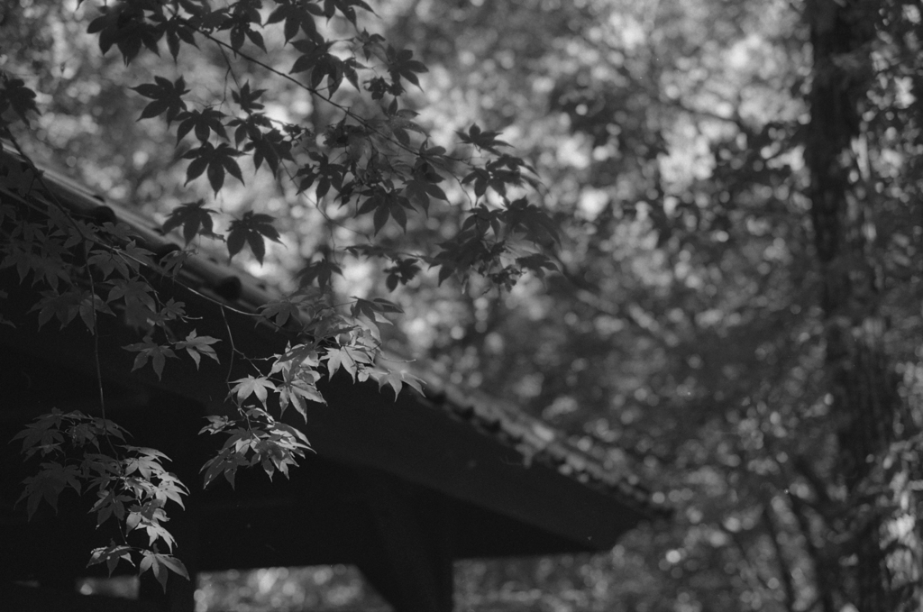 紅葉　その１