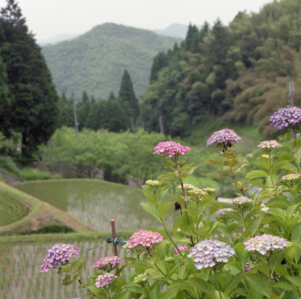 谷あいの水無月