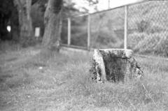 老木は死なず、ただ消え去るのみ
