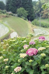 梅雨間近