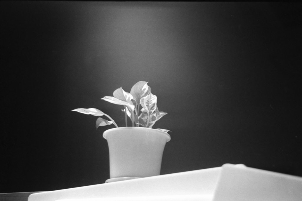 天に向かって背伸びして