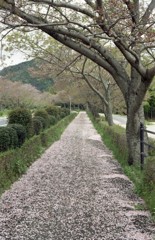 桜遊歩道