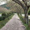桜遊歩道