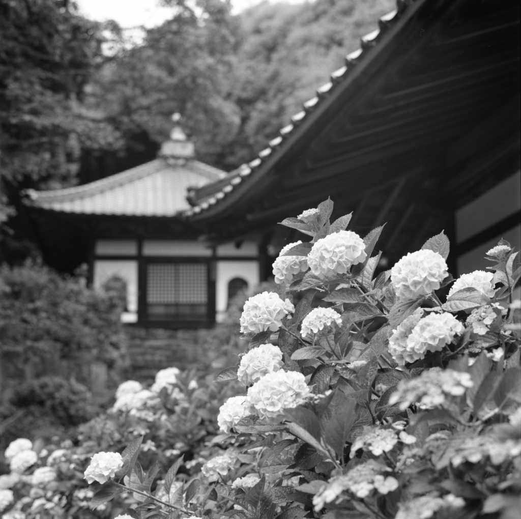 あじさい寺　～周防阿弥陀寺 
